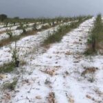 Ολική καταστροφή των αγροτικών καλλιεργειών στην Κεφαλονιά