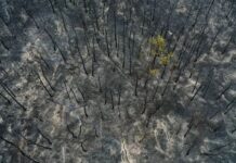 Πράσινη υποκρισία και μαύρη προπαγάνδα Καταστρέφουν τη χώρα. Επειδή υπηρετούν αλλότρια για το λαό και τον τόπο συμφέροντα