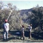 Νέες εκπλήξεις για τους ελαιοπαραγωγούς της χώρας