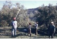 Νέες εκπλήξεις για τους ελαιοπαραγωγούς της χώρας