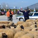 Τραγική η κατάσταση των κτηνοτρόφων