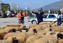 Τραγική η κατάσταση των κτηνοτρόφων