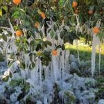 Παγετός κι αγρότες ή τα ίδια Παντελάκη μου…