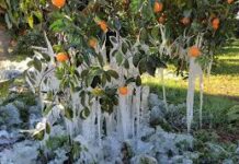 Παγετός κι αγρότες ή τα ίδια Παντελάκη μου…
