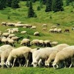 Ευλογιά στα αιγοπρόβατα-το παράδειγμα του ΕΛΓΟ ΔΗΜΗΤΡΑ στα Γιαννιτσά