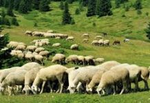 Όψεις της γεωργίας κτηνοτροφίας στην Κεντρική Μακεδονία