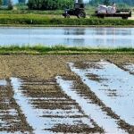 Αγώνας επιβίωσης για τους ρυζοκαλλιεργητές της Δυτικής Μακεδονίας