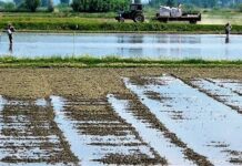 Αγώνας επιβίωσης για τους ρυζοκαλλιεργητές της Δυτικής Μακεδονίας