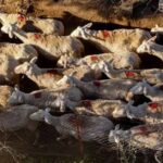 Ξανά στους δρόμους για να μην αφανιστούνοι κτηνοτρόφοι της Λέσβου Προκλητική κυβερνητική τροπολογία θέλει να τους θέσει υπό τον έλεγχο του στρατού!