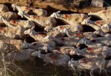 Αφθώδης πυρετός στη Λέσβο Μια κρίση που αποκαλύπτει την εγκατάλειψη της κτηνοτροφίας